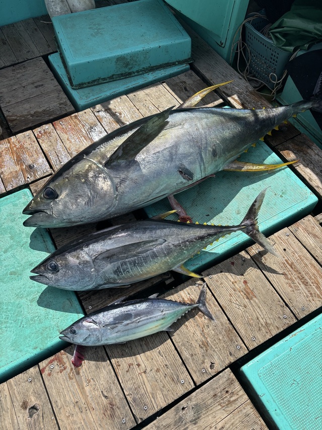 キハダ・キメジ(キハダ)