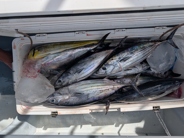 ホンガツオ(カツオ)