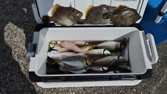 アジ(マアジ)・カワハギ