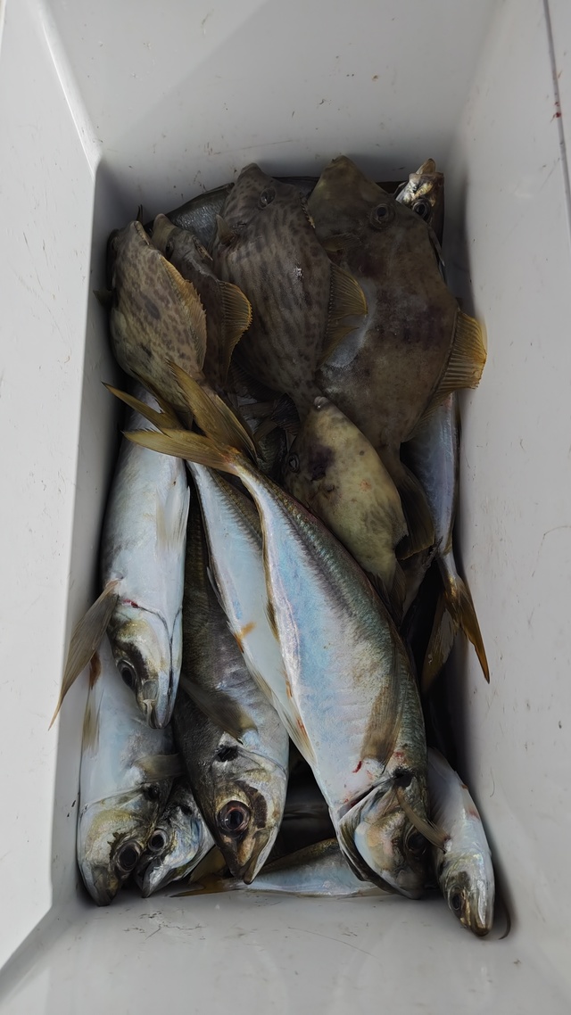 アジ(マアジ)・カワハギ