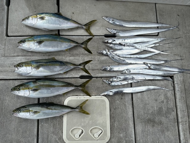 メジロ(ブリ)・タチウオ