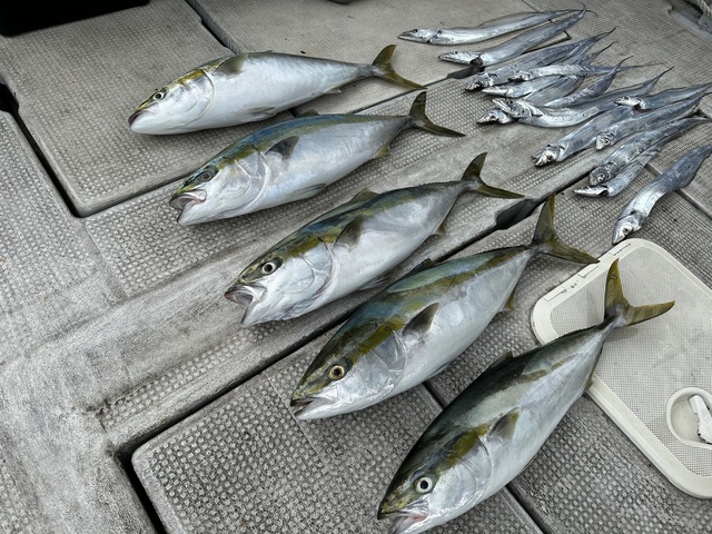 メジロ(ブリ)・タチウオ