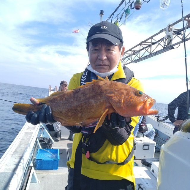 アコウ(キジハタ)