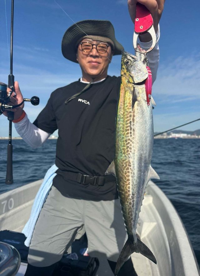 サゴシ(サワラ)