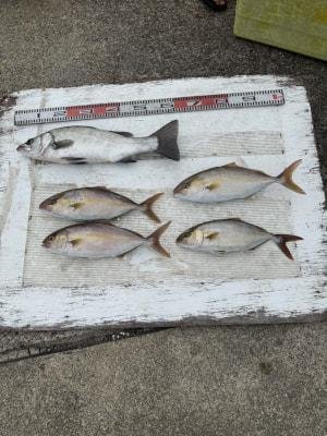 ヒラスズキ・カンパチ