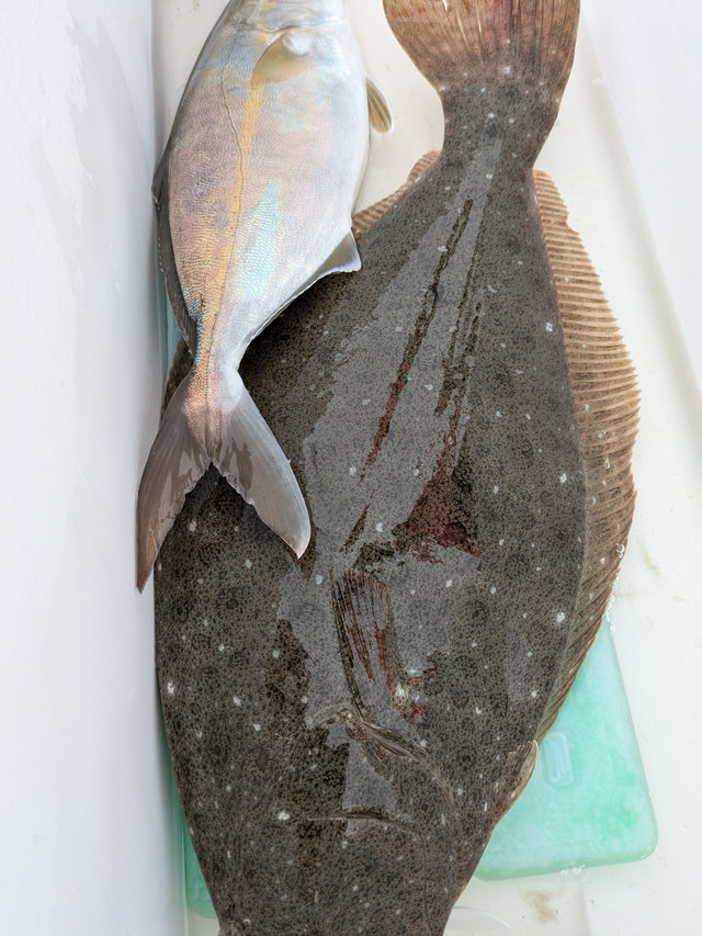 カンパチ・ヒラメ