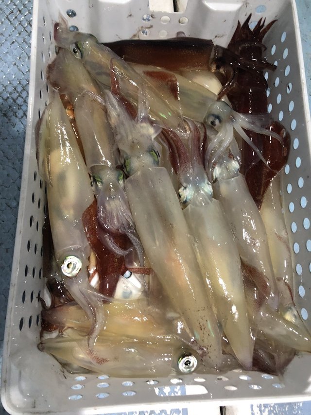 マルイカ(ケンサキイカ)