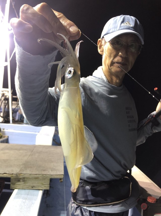 マルイカ(ケンサキイカ)