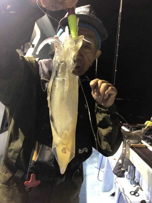 マルイカ(ケンサキイカ)