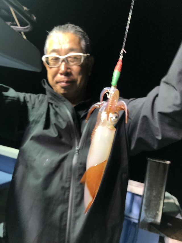 マルイカ(ケンサキイカ)