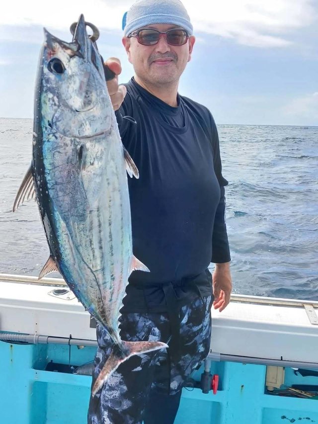 ホンカツオ(カツオ)