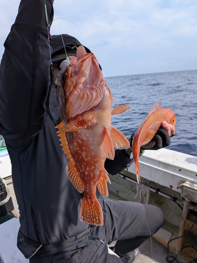 アラカブ(カサゴ)