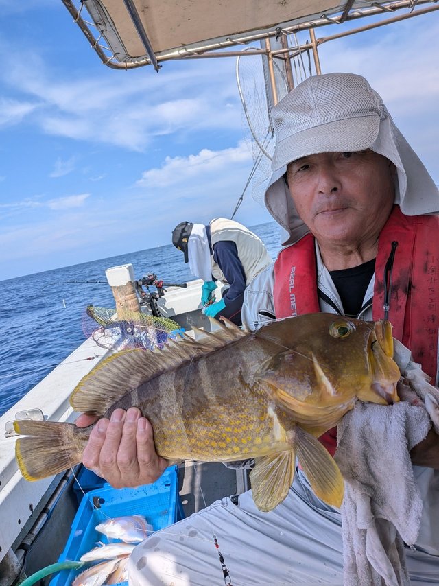 アオナ(アオハタ)