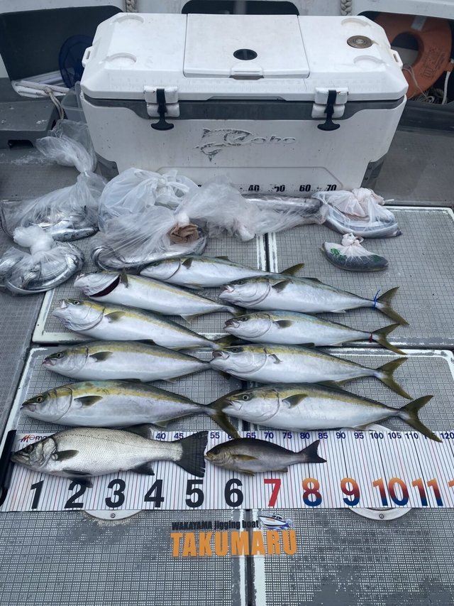 ヒラスズキ・ハマチ(ブリ)・イサギ(イサキ)・タチウオ