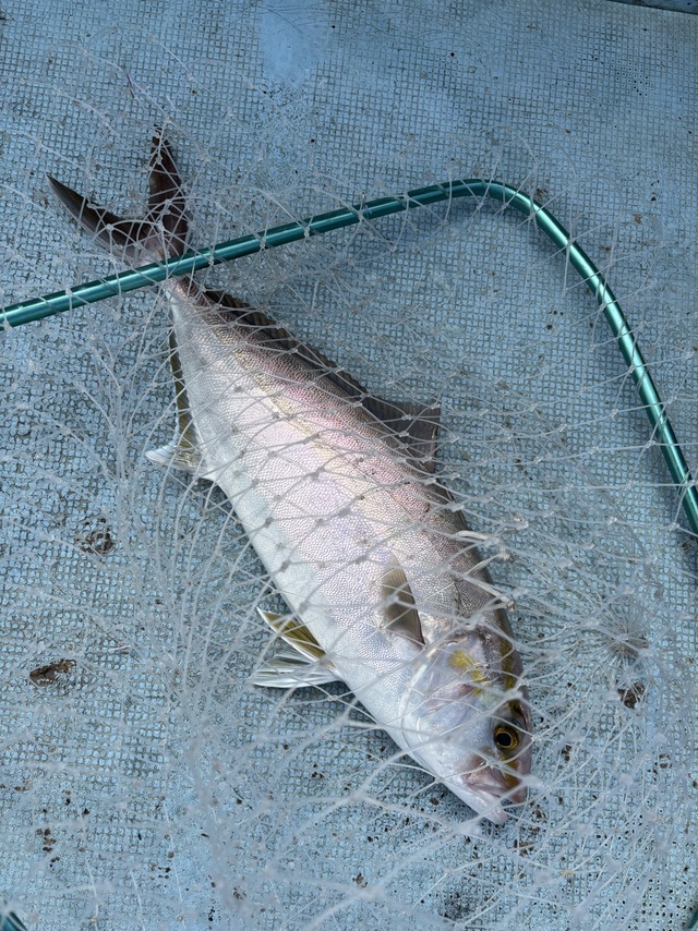 ネリゴ(カンパチ)