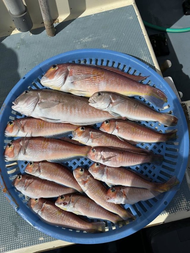 アマダイ(アカアマダイ)