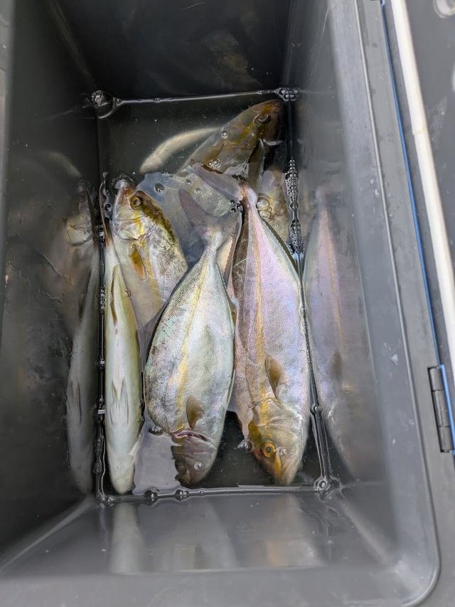 イナダ(ブリ)・カンパチ