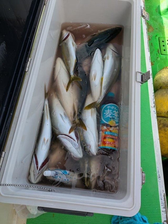 イナダ(ブリ)・カンパチ