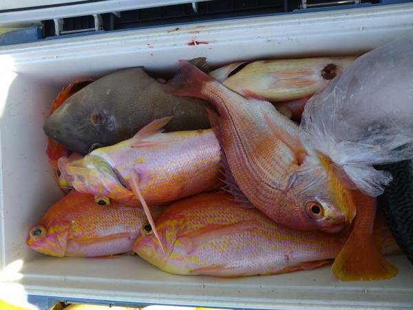 アカイサキ・ウマヅラハギ