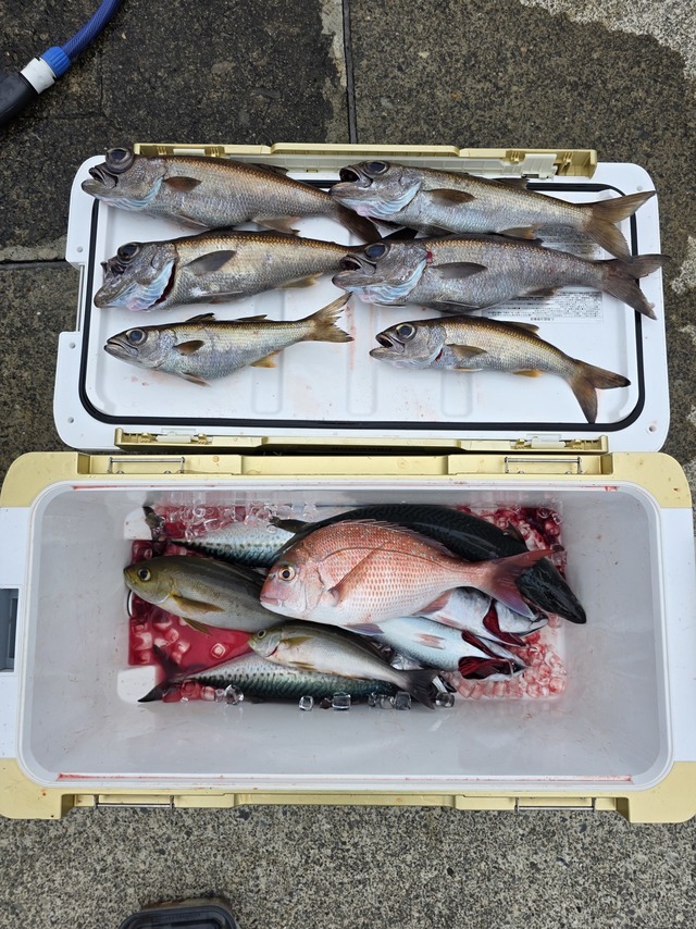 マダイ・クロムツ