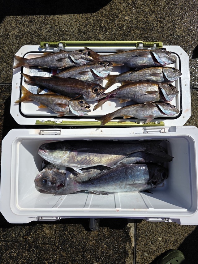 クロムツ・メダイ