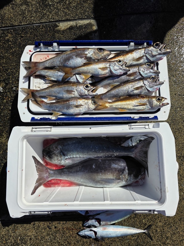 クロムツ・メダイ