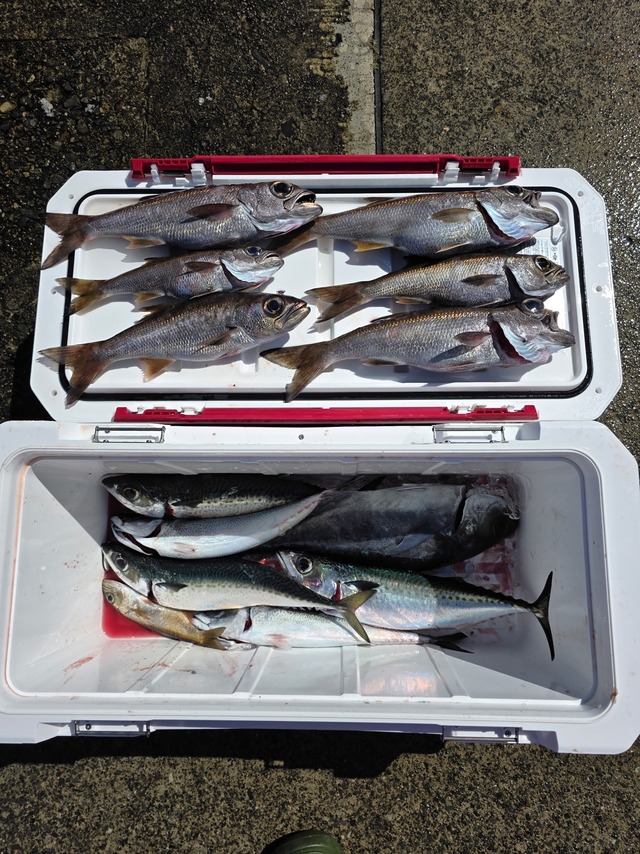 クロムツ・メダイ