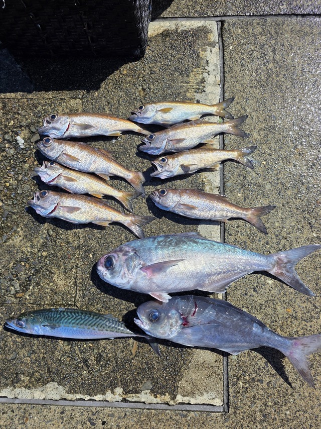 クロムツ・メダイ