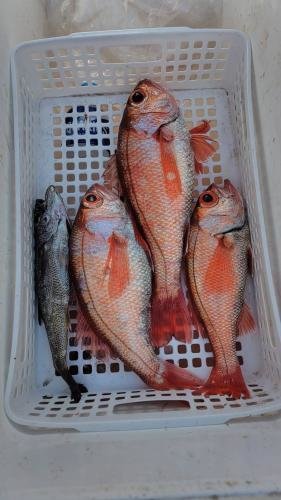 クロムツ・アカムツ