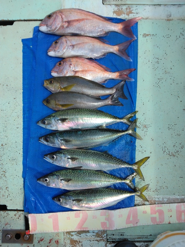 マダイ・イサギ(イサキ)・マサバ