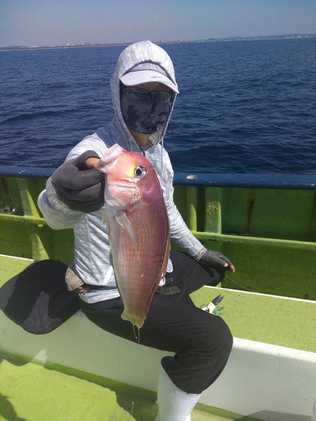 アマダイ(アカアマダイ)