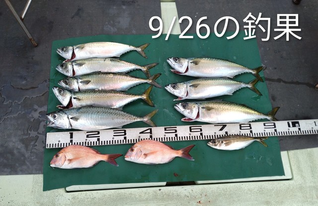 マダイ・サバ(マサバ)