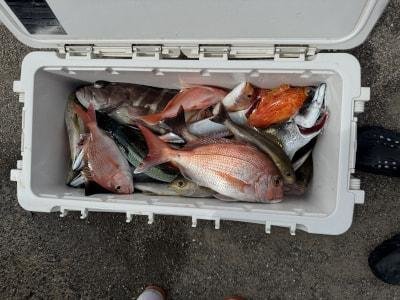 マダイ・アカイサキ・マハタ・イサキ・チカメ(チカメキントキ)・サバ(ゴマサバ)