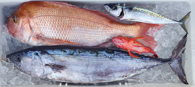 カンパチ・ハガツオ