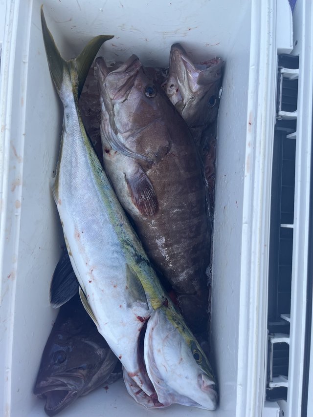 イナダ(ブリ)・ハタ(マハタ)