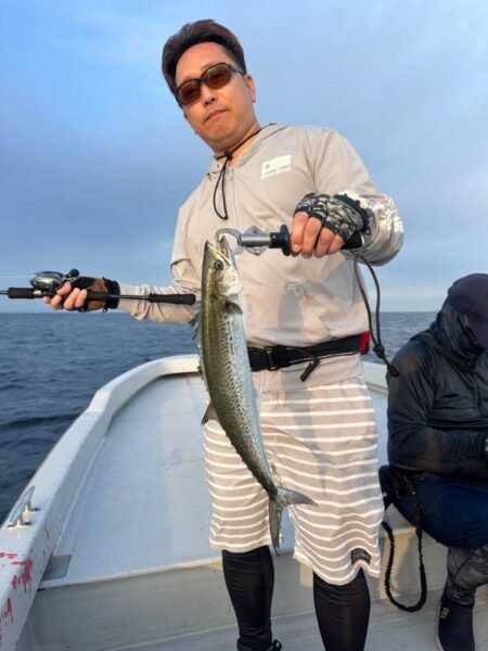 サゴシ(サワラ)