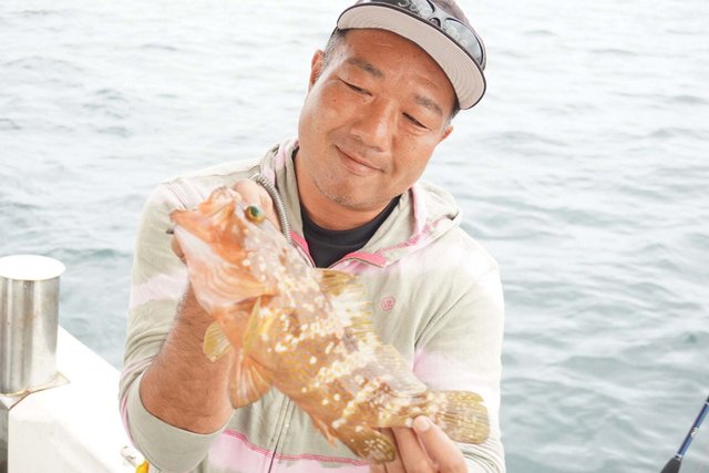 アコウ(キジハタ)