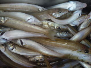 キス(シロギス)