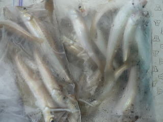 キス(シロギス)