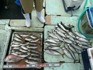 マダイ・マアジ・マサバ