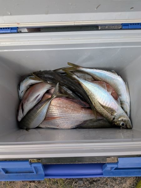 タイ(マダイ)・アジ(マアジ)