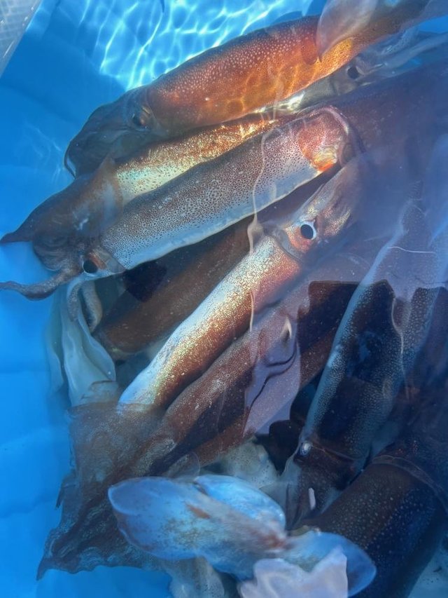 スルメ(スルメイカ)