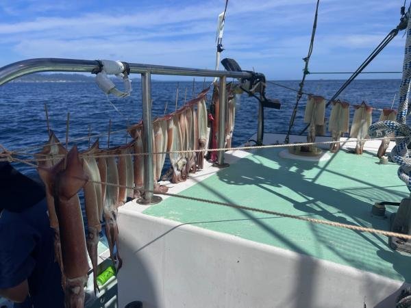 スルメ(スルメイカ)