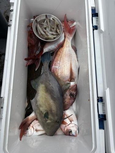 マダイ・ウマヅラ(ウマヅラハギ)