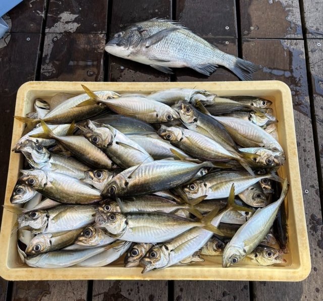 クロダイ・アジ(マアジ)