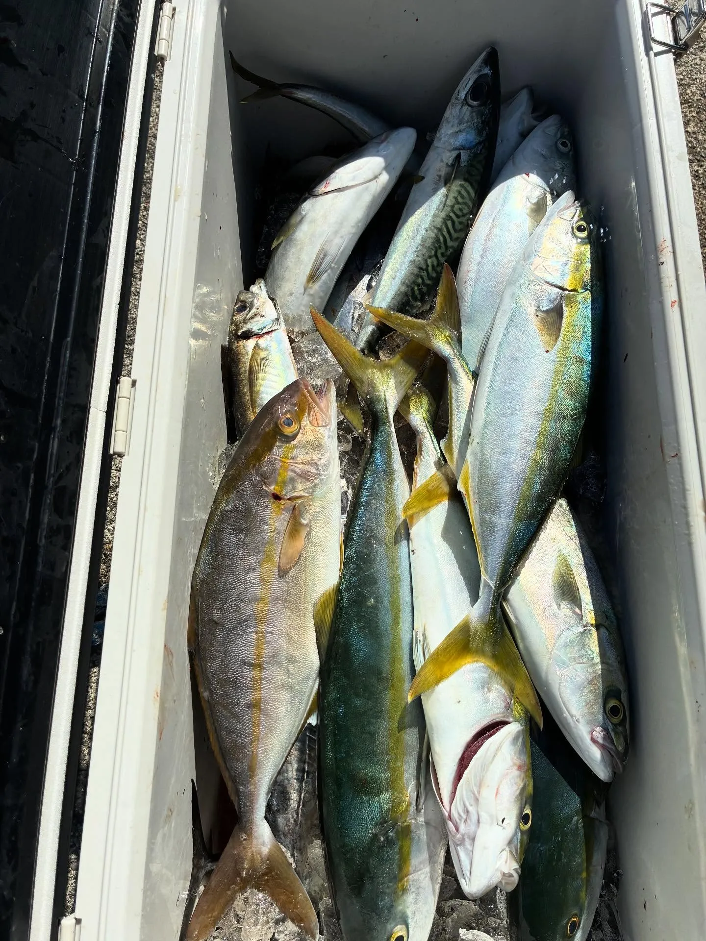 イナダ(ブリ)・カンパチ・サバ(ゴマサバ)