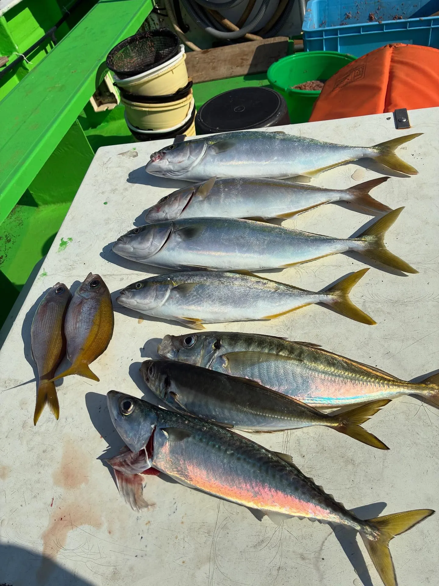 アジ(マアジ)・イナダ(ブリ)・ウメイロ・サバ(ゴマサバ)