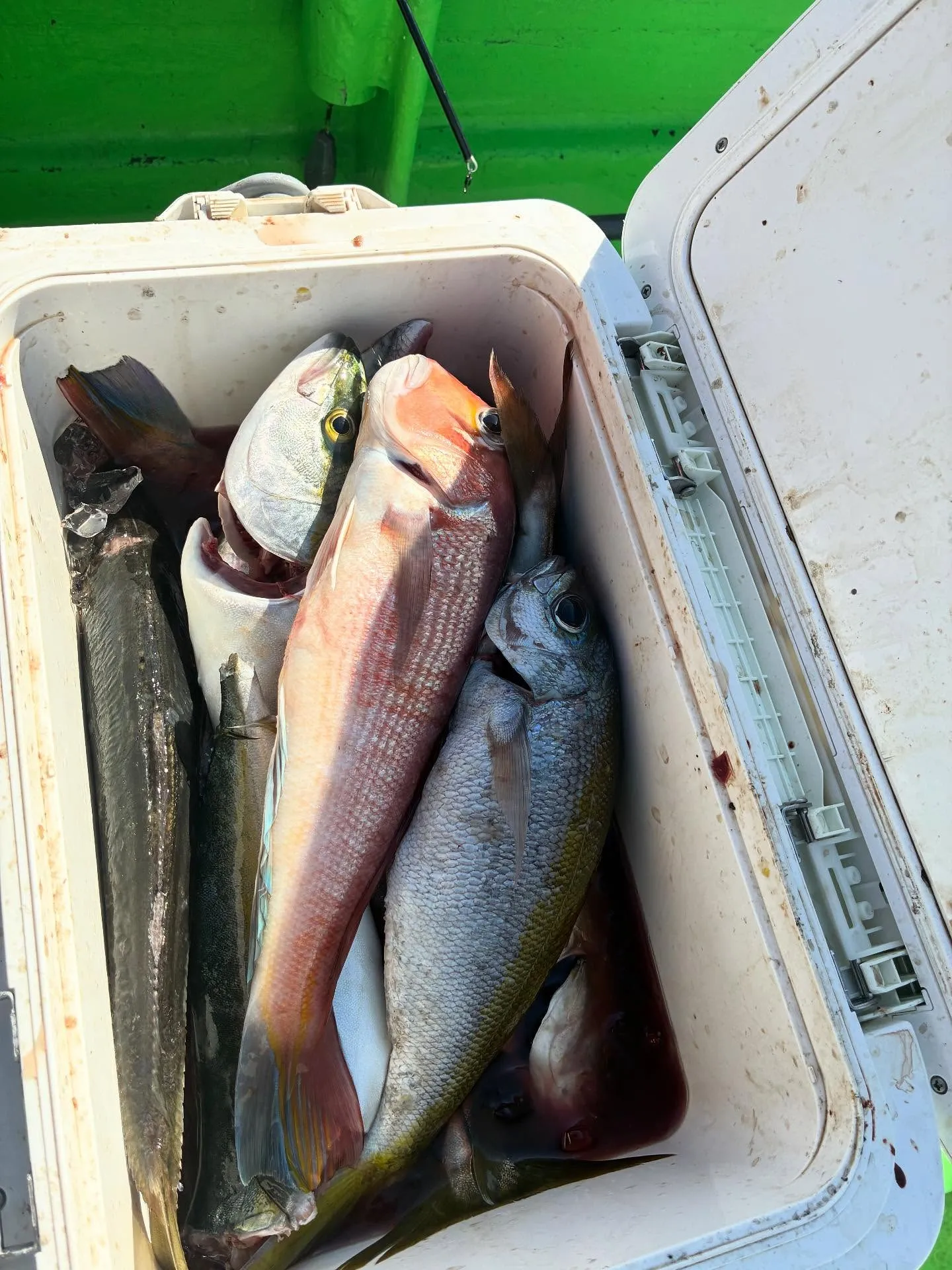 イナダ(ブリ)・アマダイ(アカアマダイ)・サバ(ゴマサバ)