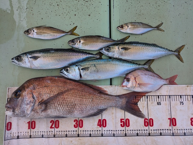 タイ(マダイ)・アジ(マアジ)・マサバ