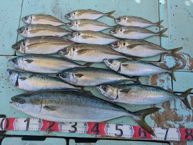 アジ(マアジ)・メジロ(ブリ)・マサバ